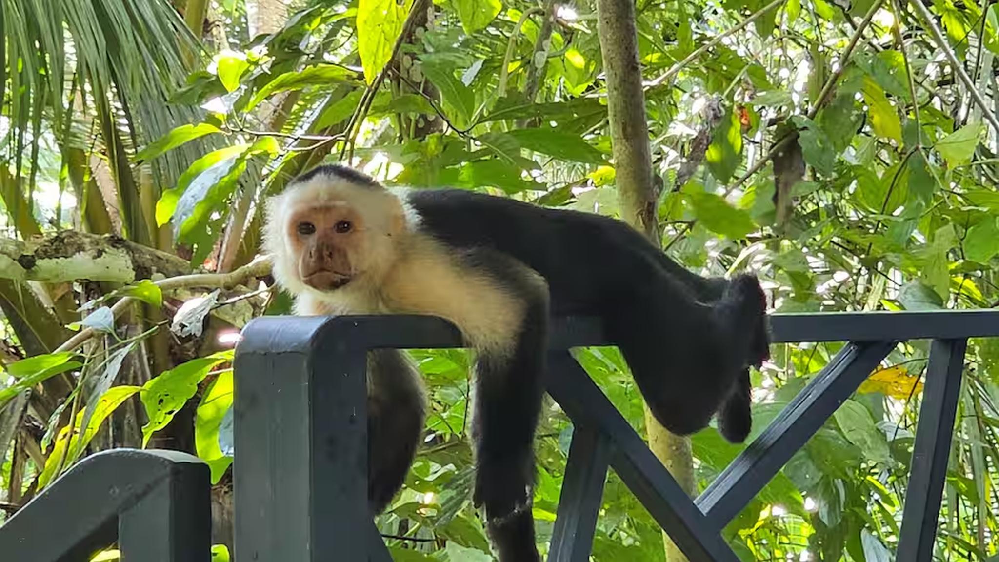 Tropical wildlife right outside—capuchin monkey in the lush jungle setting