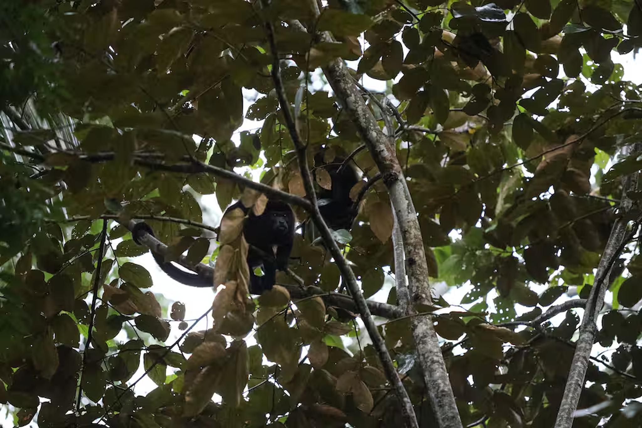Lush tropical canopy with wildlife views right near the property