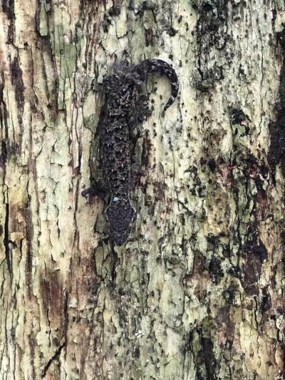 Native wildlife and serene natural surroundings right outside