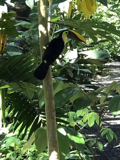 Spot toucans in lush tropical gardens right outside your stay