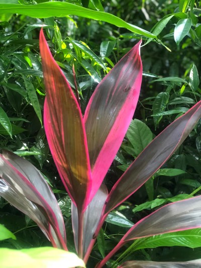 Vibrant tropical garden with bold ti plants and lush green foliage