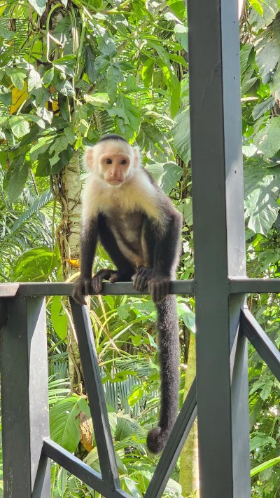 Wake up to tropical views and unforgettable wildlife right on the balcony