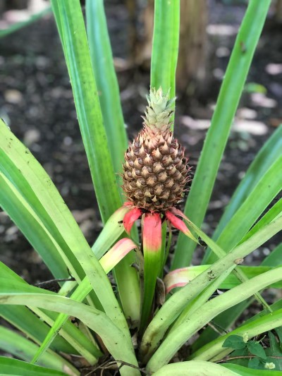 Tropical garden charm with a growing pineapple plant