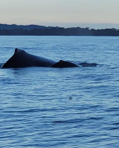 Unforgettable coastal wildlife views with whale sightings nearby