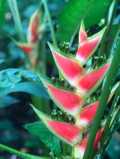 Lush tropical blooms add vibrant color to the property's garden setting