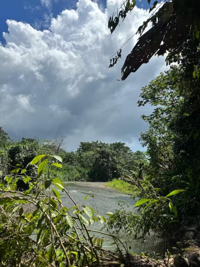 Scenic tropical riverside views in a lush, peaceful natural setting