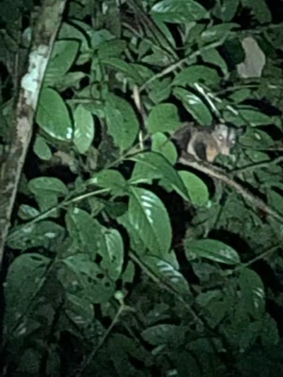 Lush tropical greenery with nighttime wildlife-viewing potential