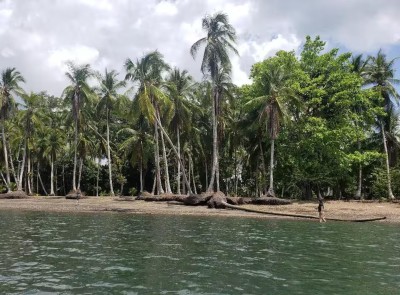 Secluded tropical shoreline framed by swaying palms and calm water