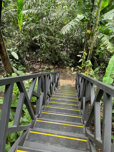 Private stairway descending into a lush tropical rainforest setting