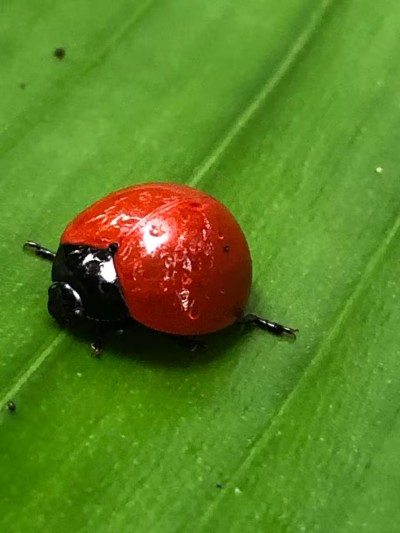 Vivid ladybug on a lush green leaf adds a charming garden touch