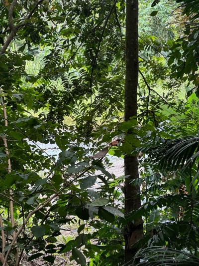 Lush tropical greenery creates a private, serene jungle retreat