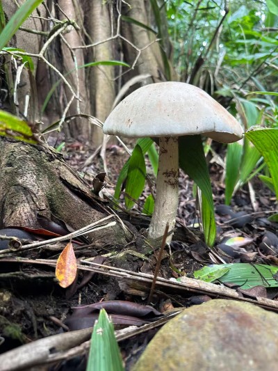 Lush natural surroundings with a serene forest-floor view