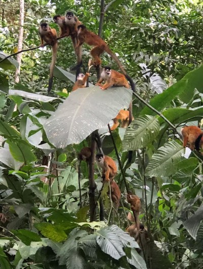 Immersive jungle setting with unforgettable wildlife sightings