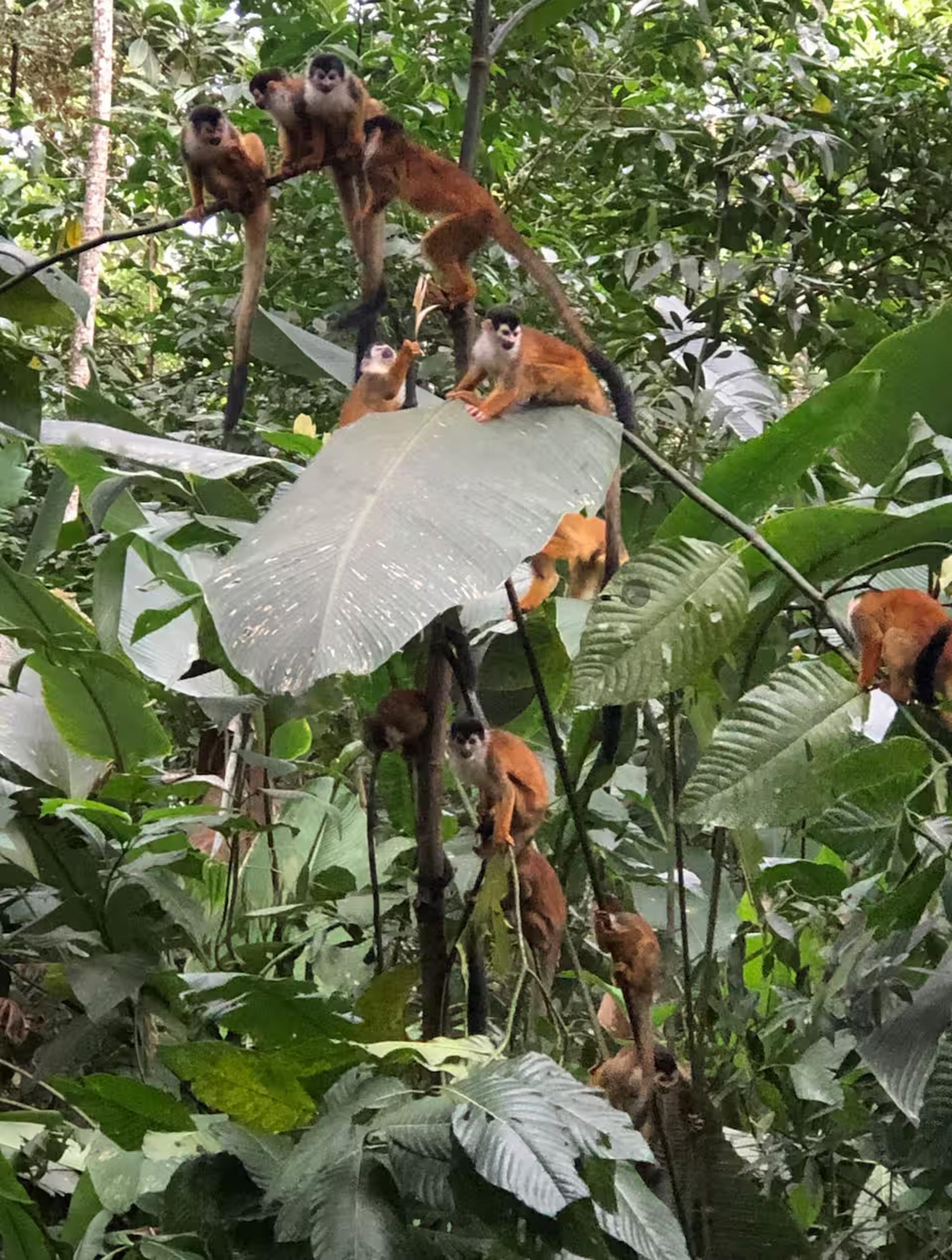 Immersive jungle setting with unforgettable wildlife sightings