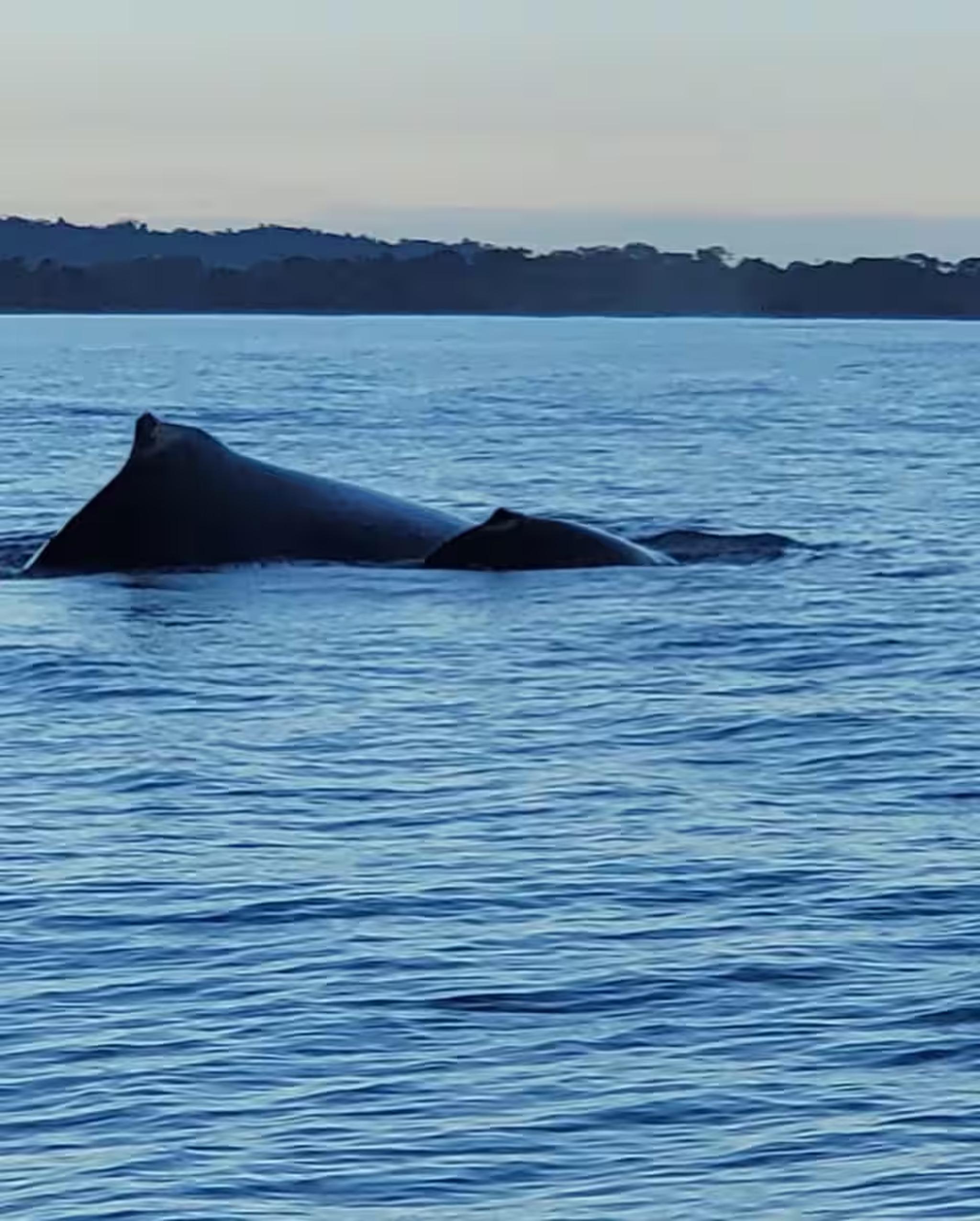 Unforgettable whale sightings on calm coastal waters