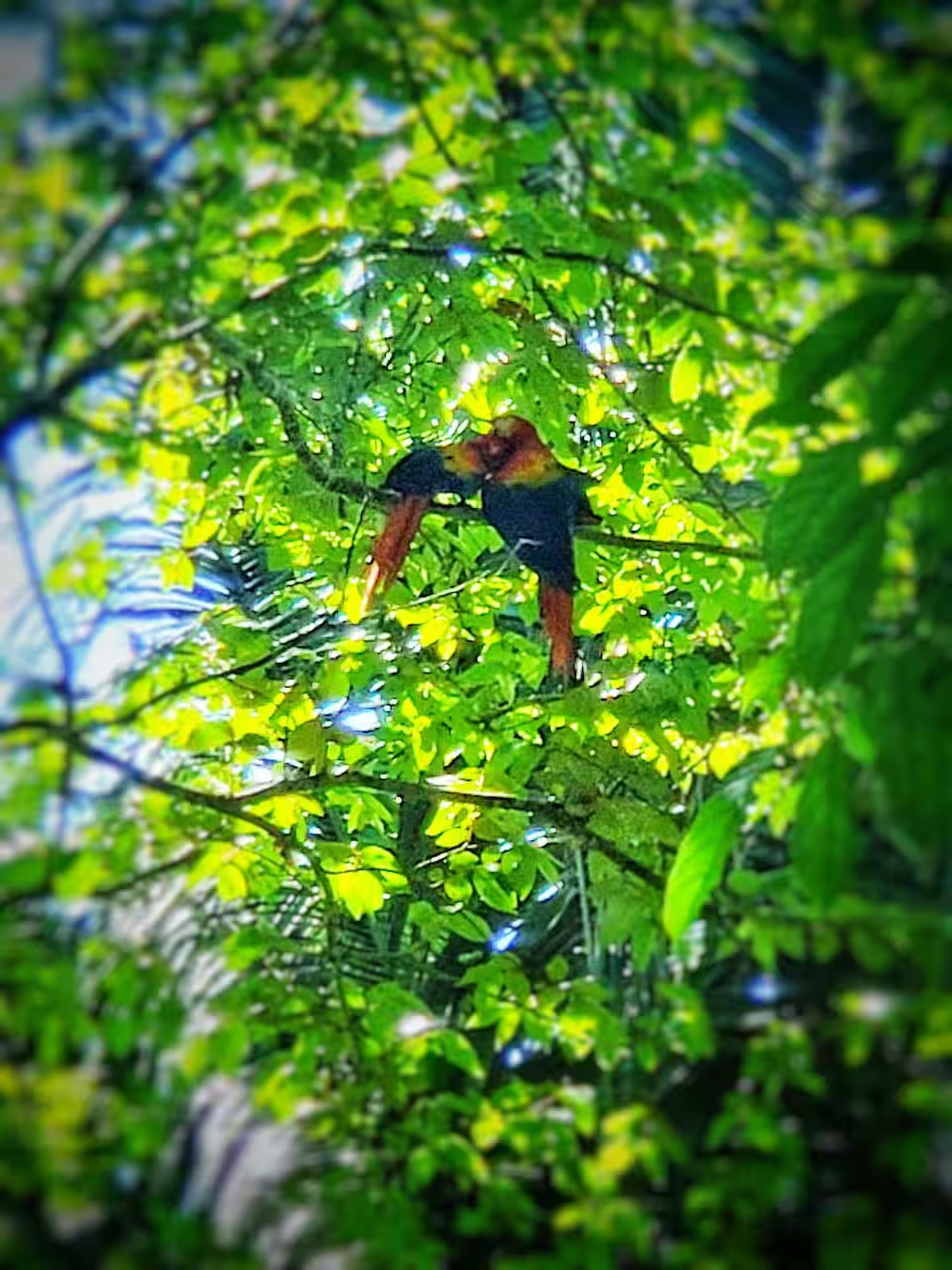 Lush tropical canopy with colorful wildlife for a true nature escape