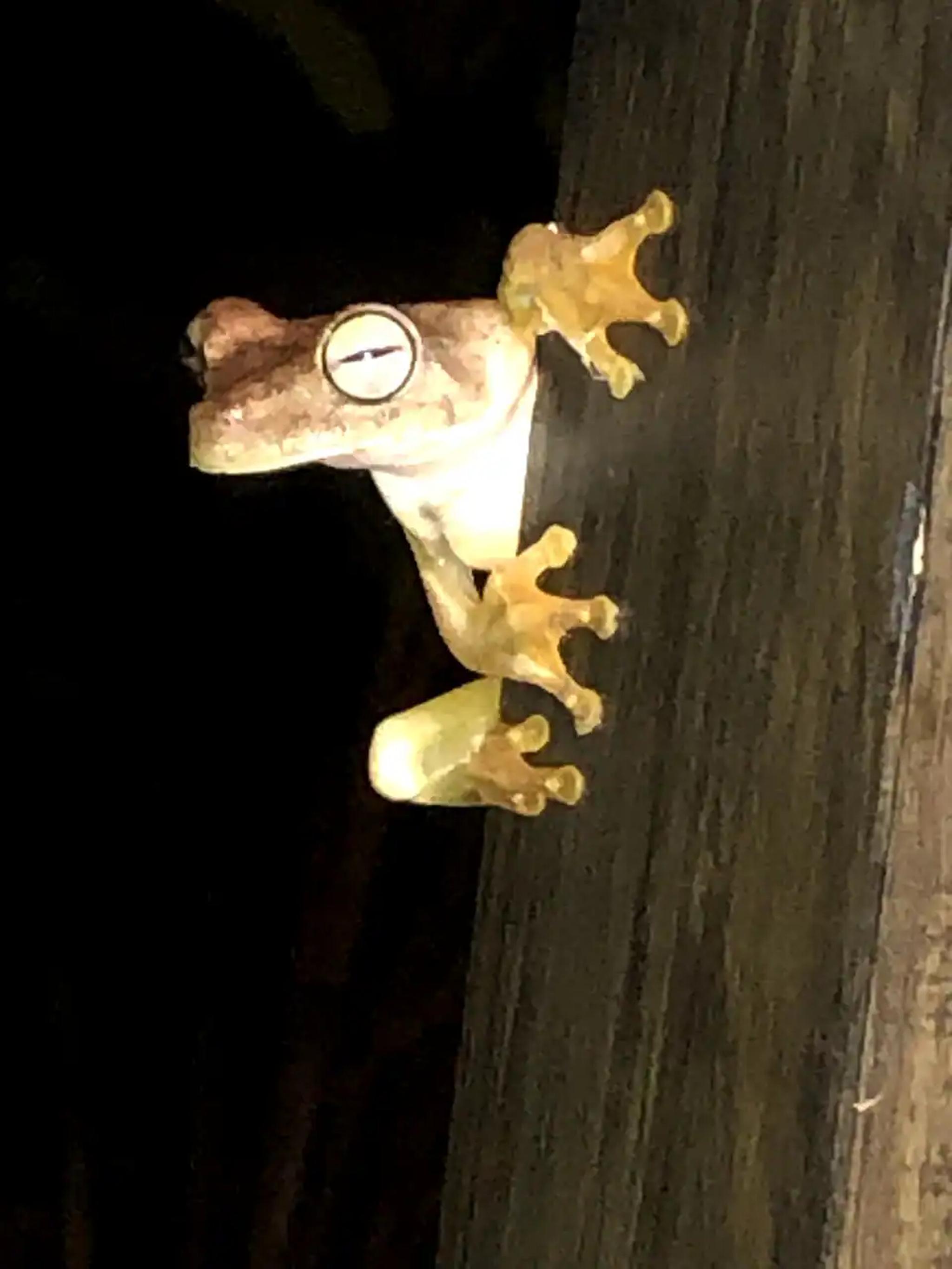 Nighttime tree frog visit adds a charming touch of tropical wildlife