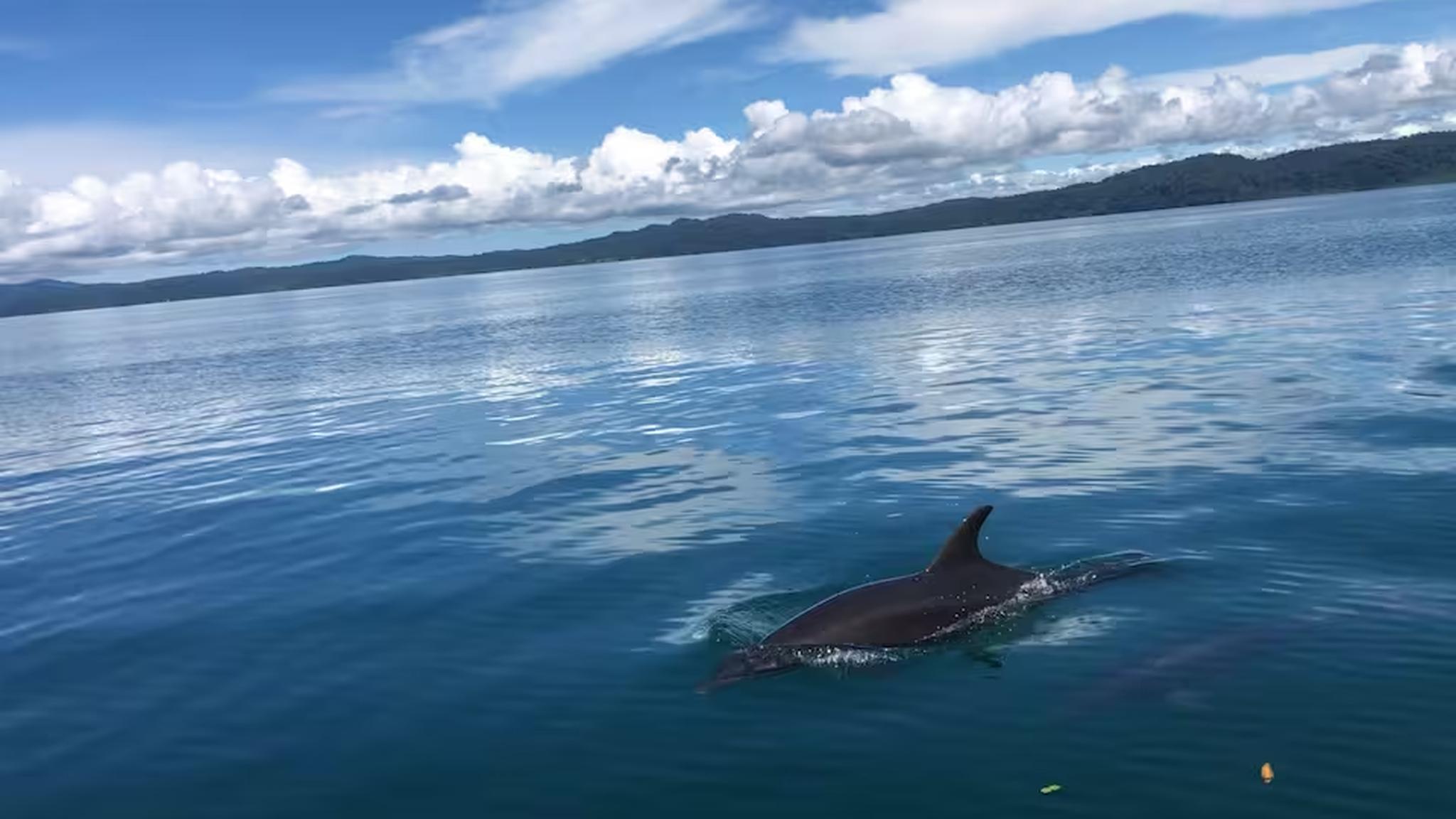 Stunning ocean views with calm waters and unforgettable dolphin sightings