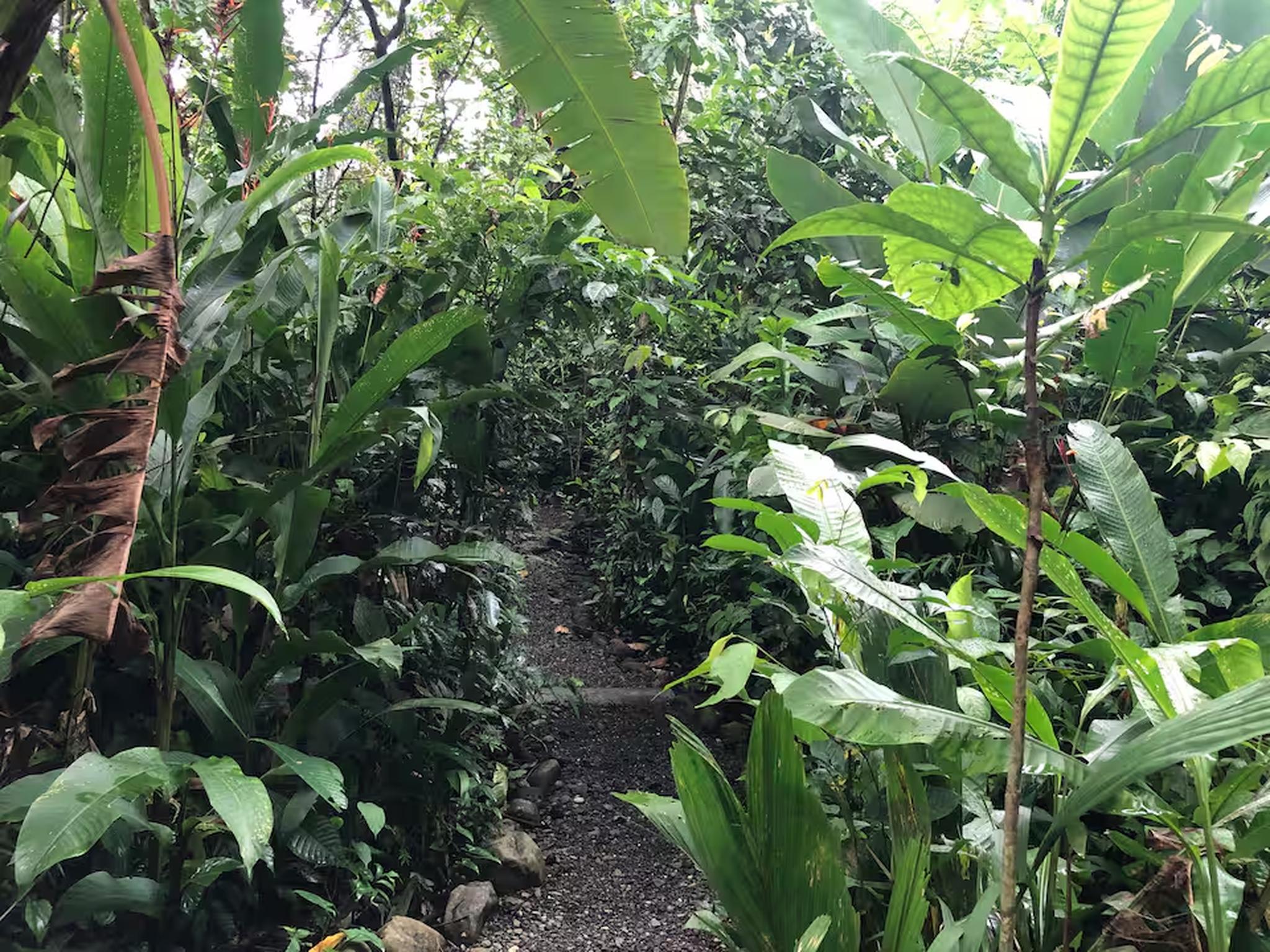 Lush tropical garden path for a peaceful, nature-filled retreat