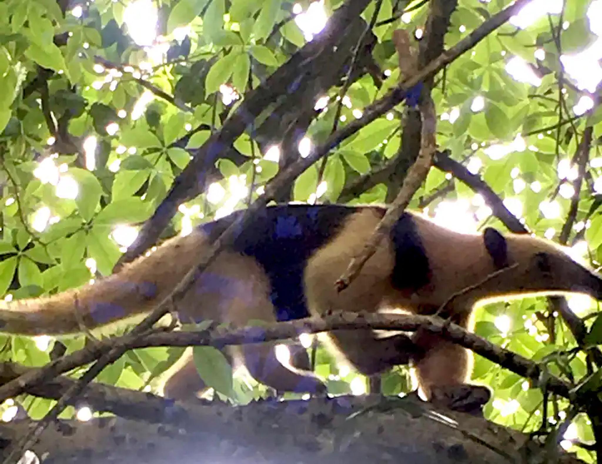 Rare wildlife sighting in the lush tropical canopy