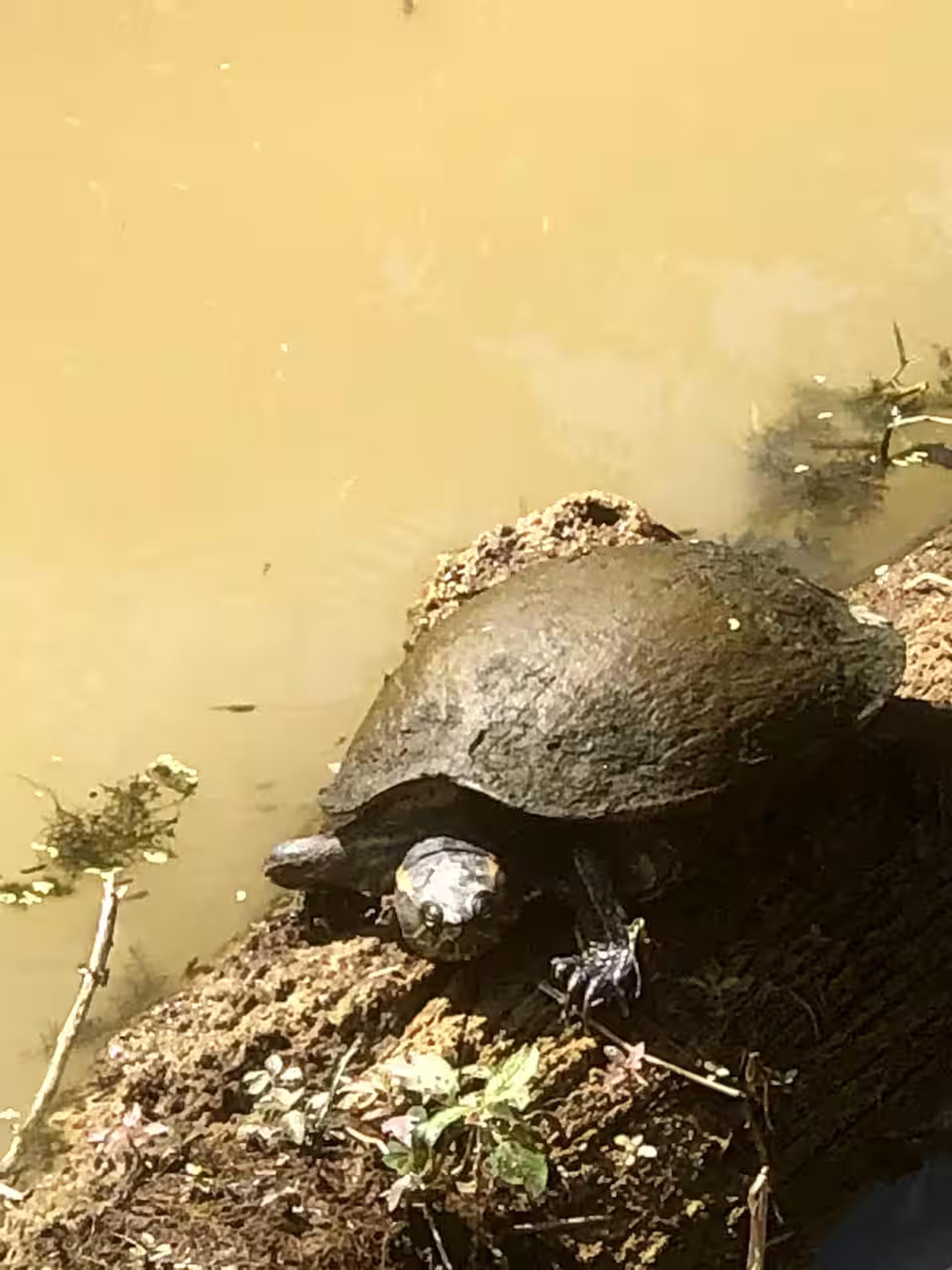 Peaceful pondside wildlife scene with a sunbathing turtle