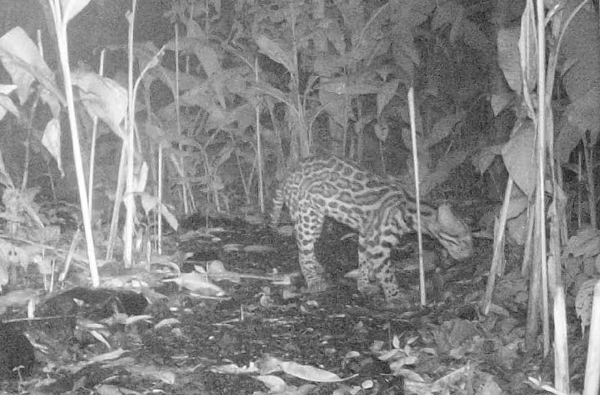 Rare nighttime wildlife sighting in lush tropical surroundings