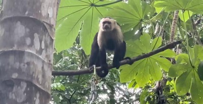 Wild capuchin sightings in a lush tropical jungle setting