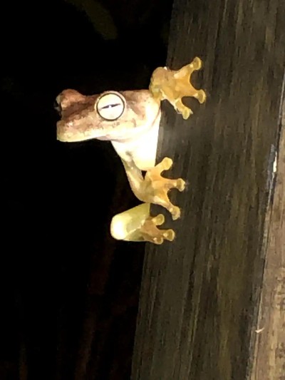 Nighttime tree frog visit adds a charming touch of tropical wildlife