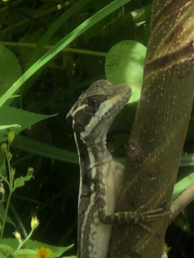 Tropical wildlife spotted in the lush, green surroundings