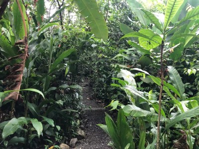 Lush tropical garden path for a peaceful, nature-filled retreat
