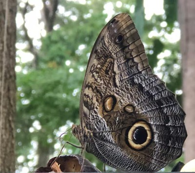 Peaceful woodland setting with beautiful butterfly and nature views