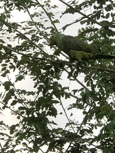 Tropical wildlife views with a vibrant parrot in the trees