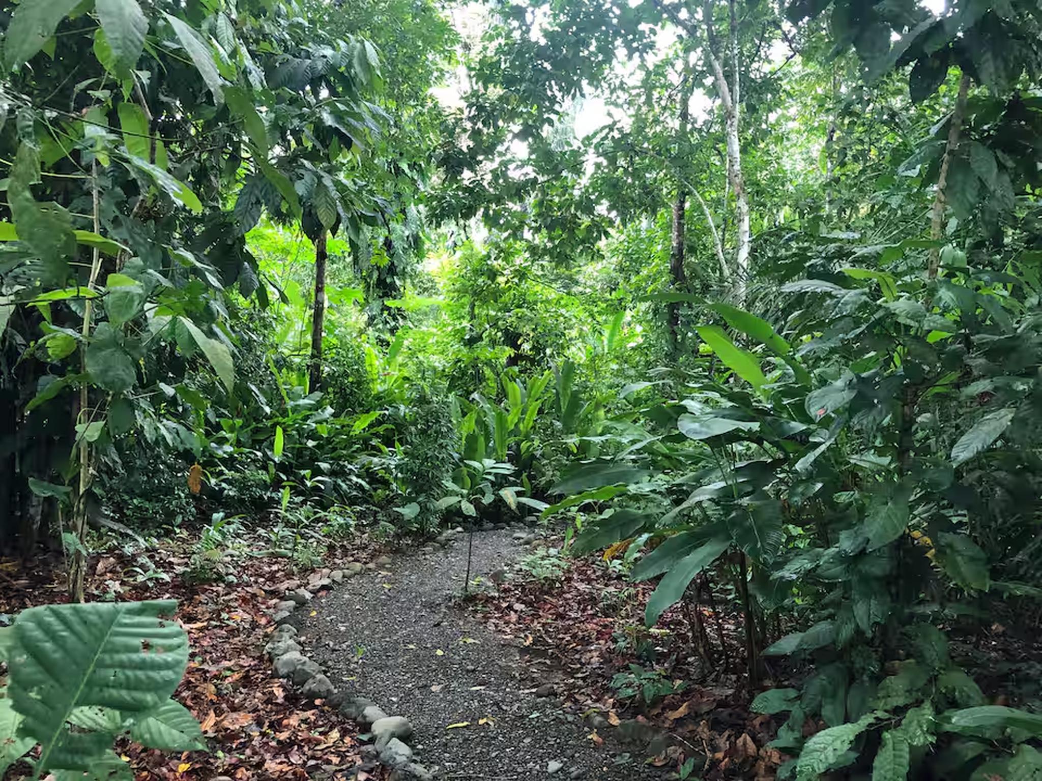 Secluded tropical garden path surrounded by lush rainforest greenery