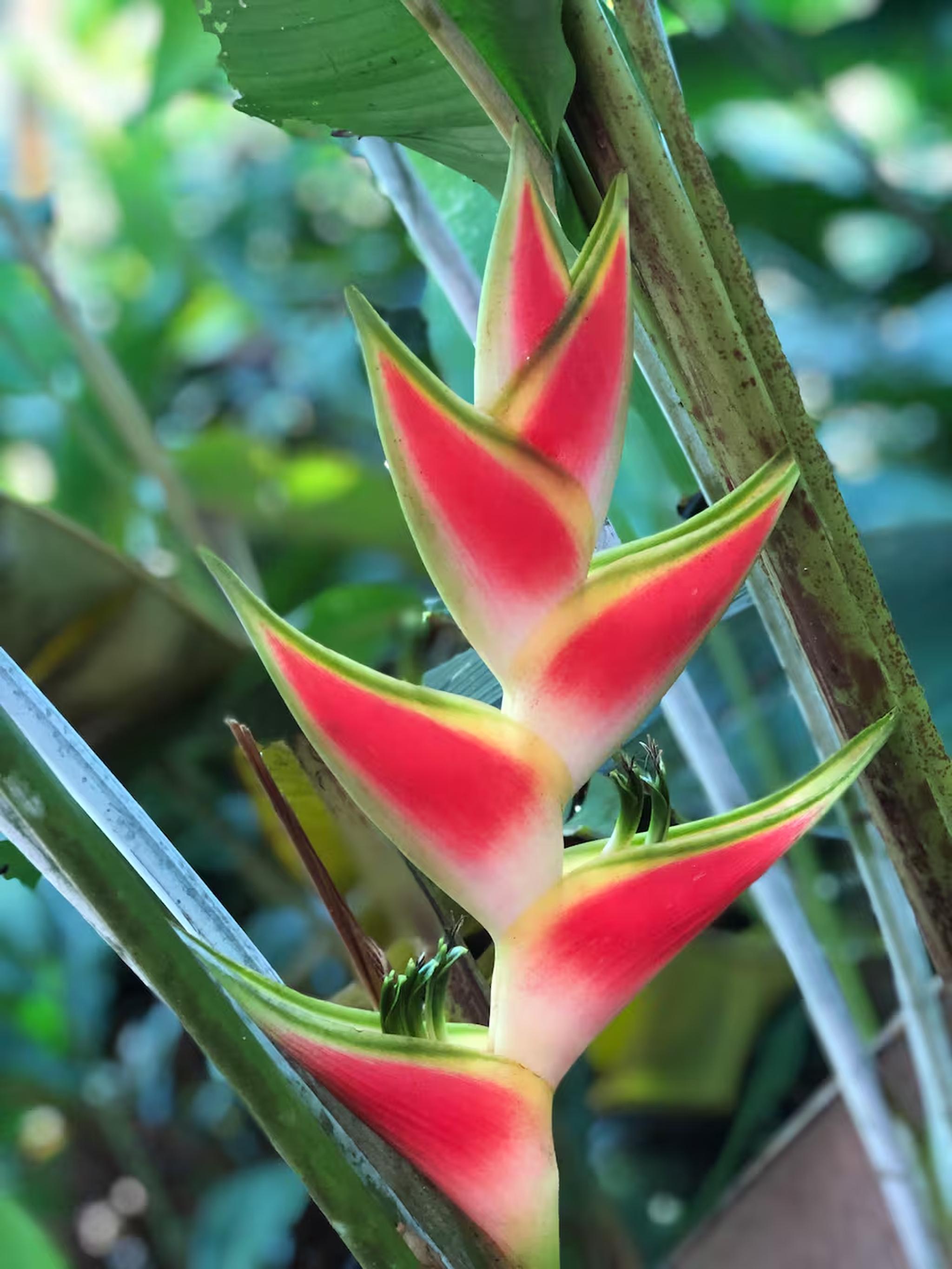 Vibrant tropical heliconia nestled in lush garden greenery