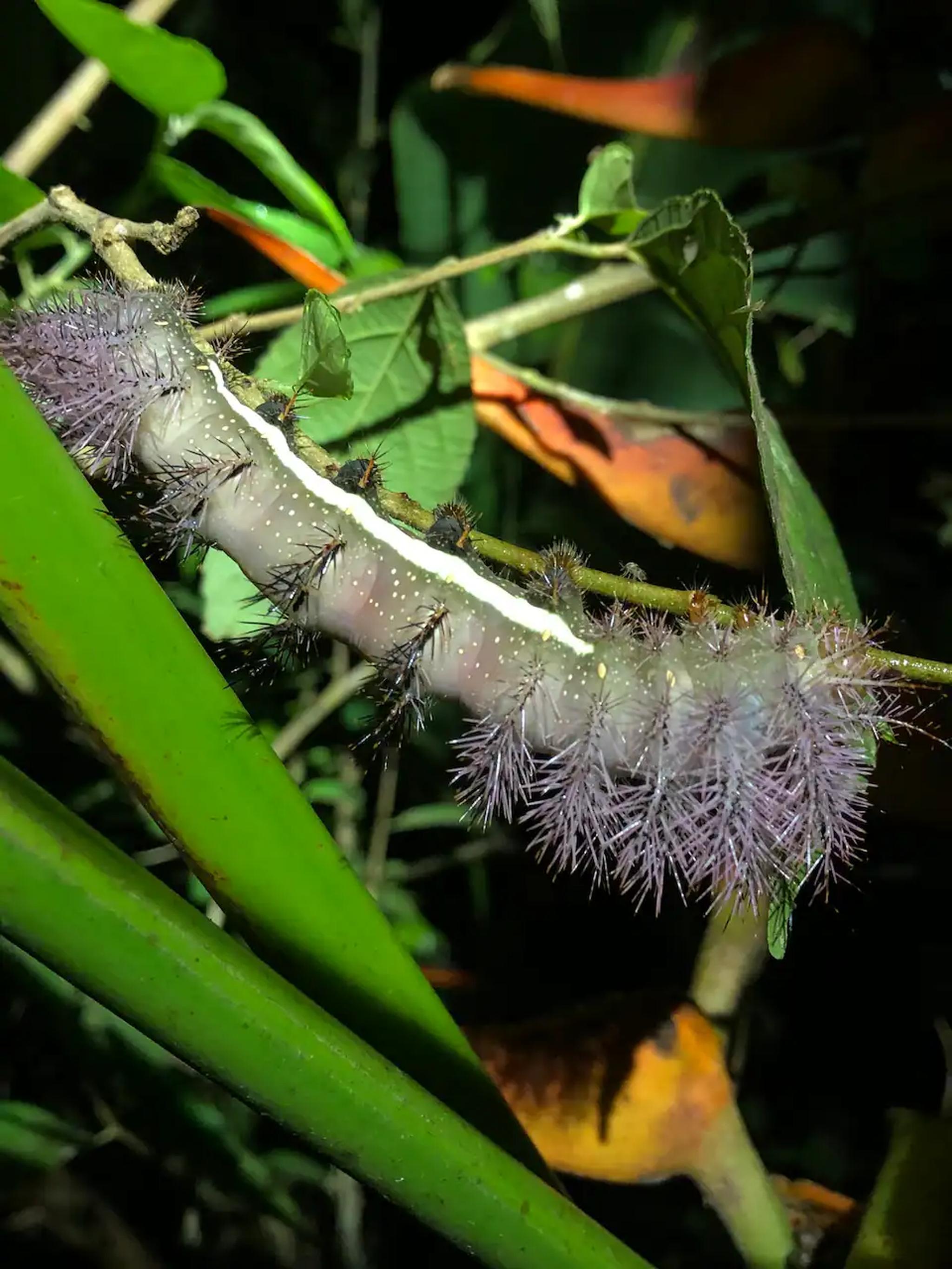 Close-up tropical wildlife moment in lush nighttime garden