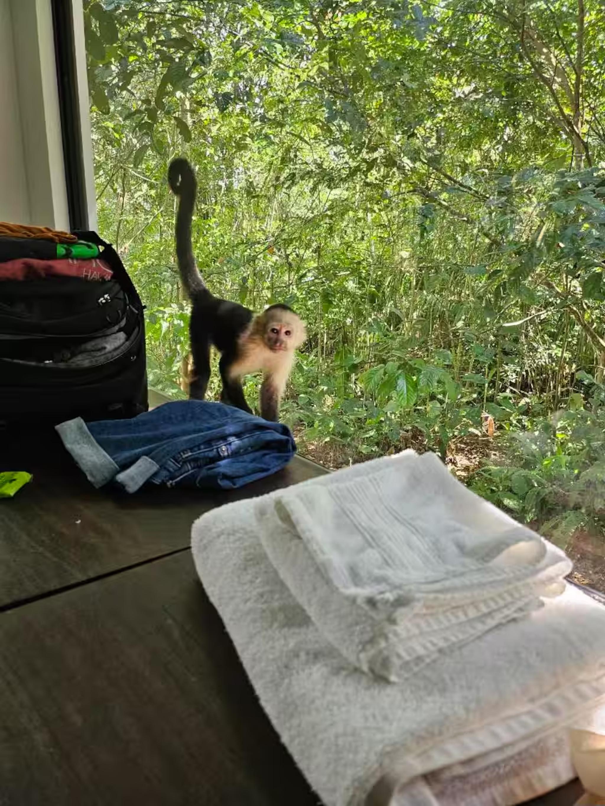 Guest-ready space with jungle views and unforgettable wildlife sightings