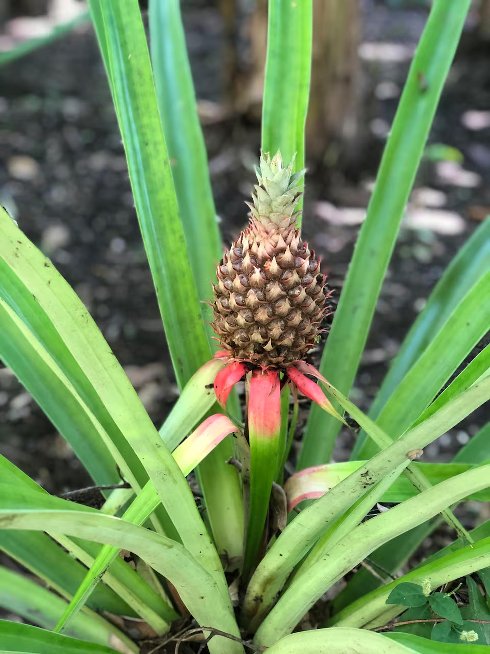 Tropical garden detail with a growing pineapple and lush greenery