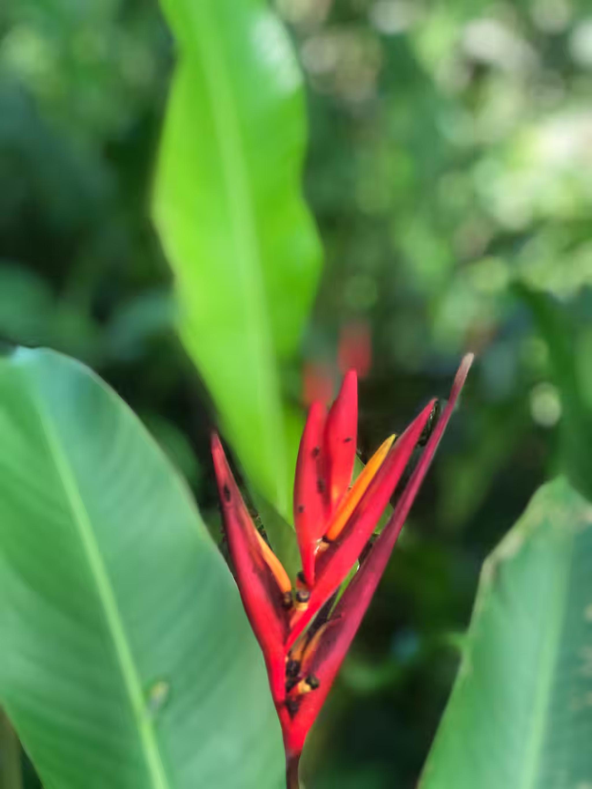 Lush tropical blooms bring color and a serene garden feel to the stay