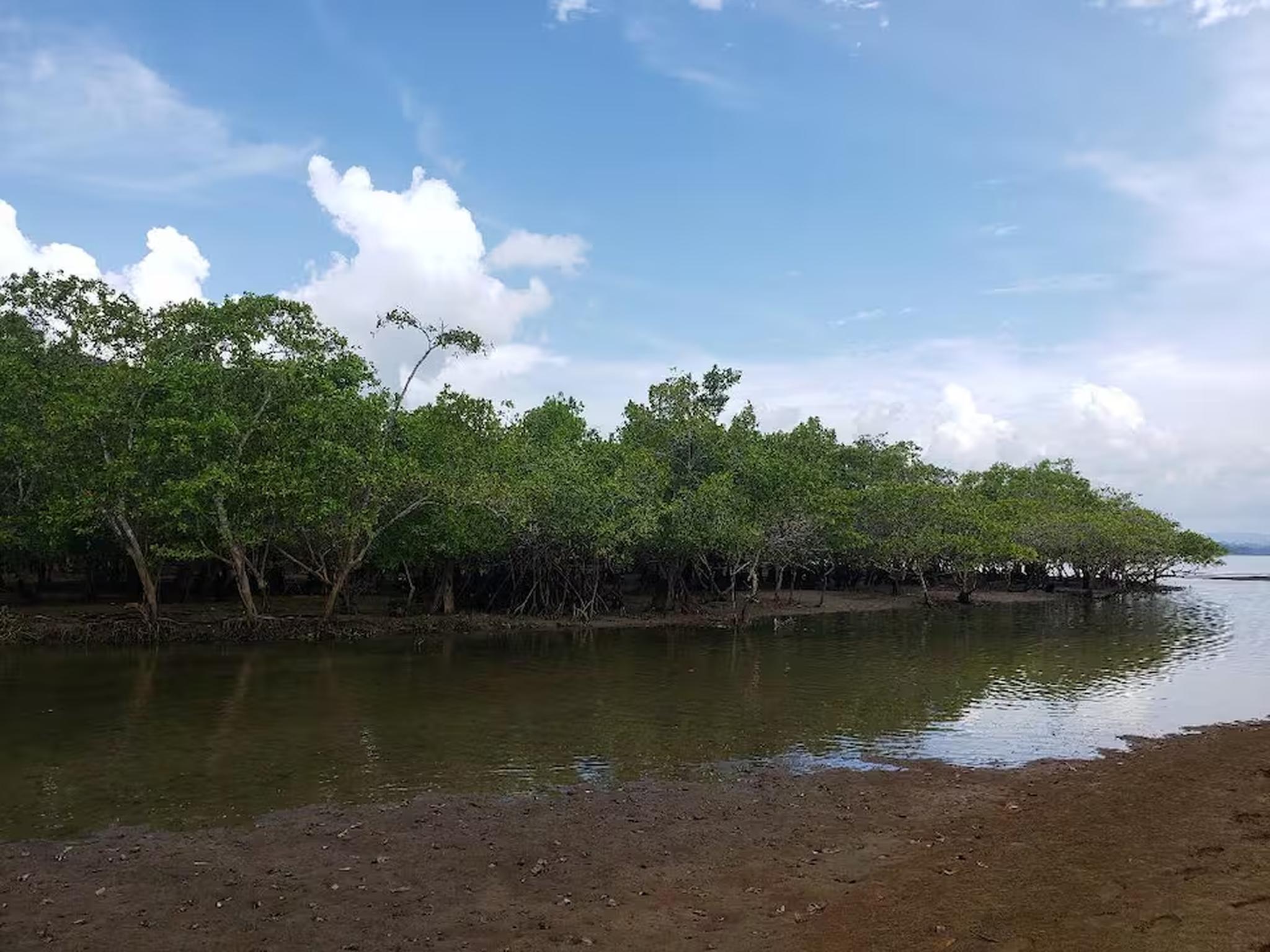 Tranquil mangrove waterfront with peaceful natural views