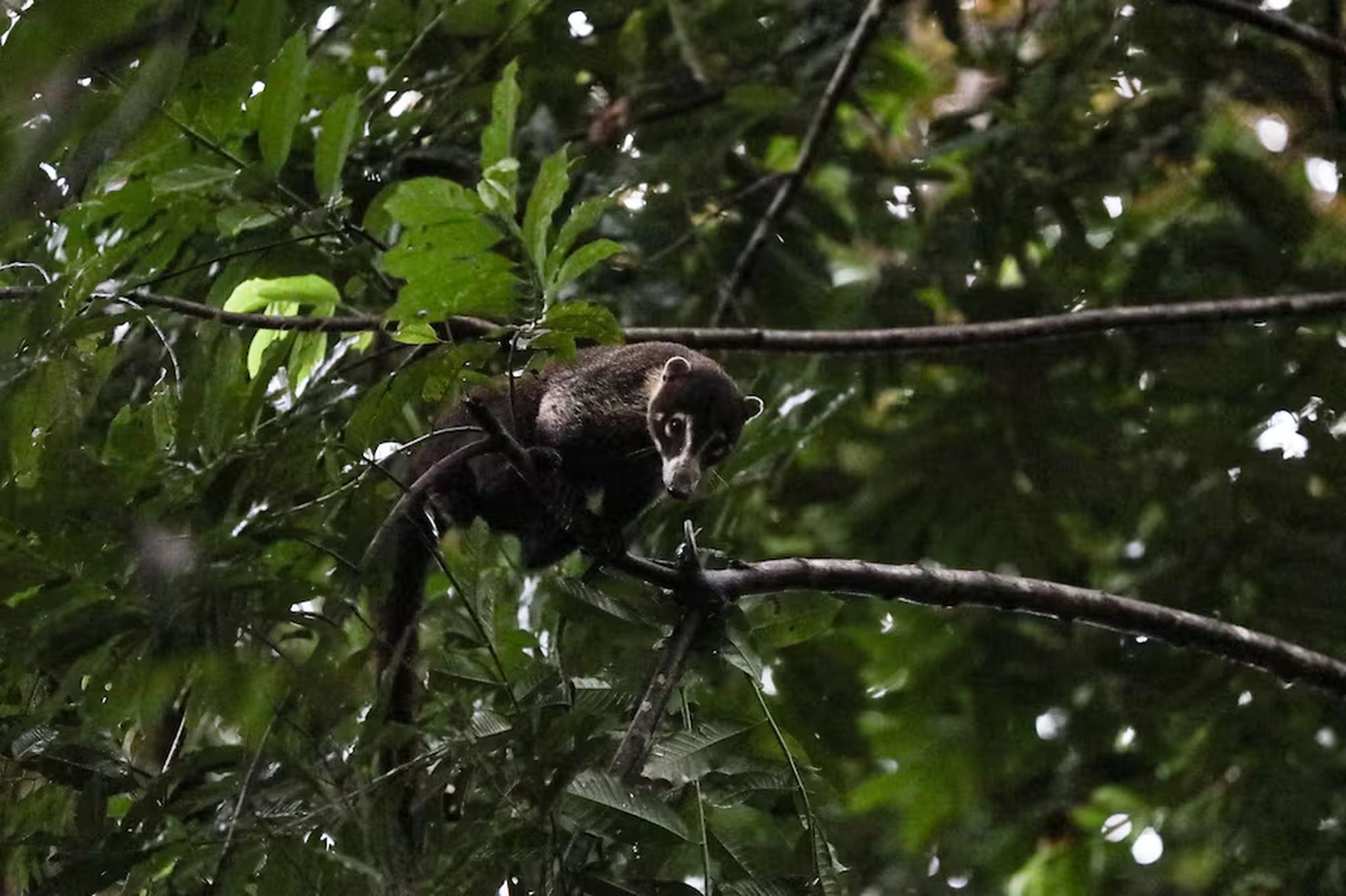 Immersed in lush tropical nature with wildlife right outside