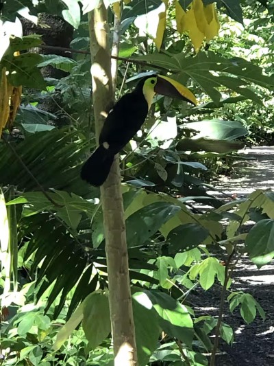 Tropical garden setting with vibrant toucan wildlife views