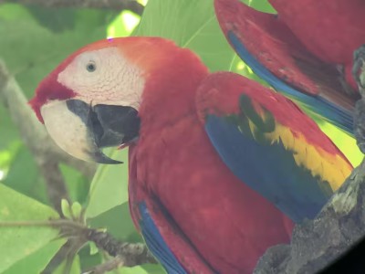 Vibrant tropical macaw sighting in lush greenery