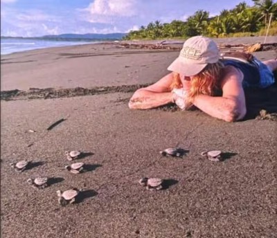 Peaceful beachfront moment with baby sea turtles on a tropical shore
