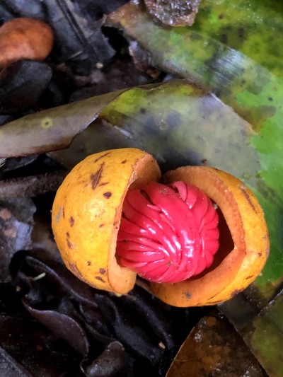 Striking tropical forest detail with vivid red-and-gold natural color