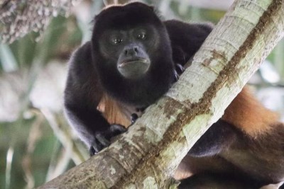 Tropical wildlife encounter in a lush natural setting