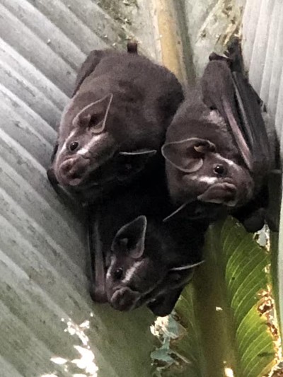 Unique wildlife sighting: bats roosting beneath the outdoor roofline