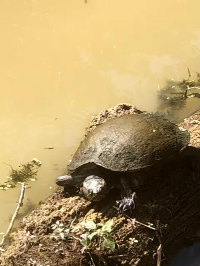 Peaceful pondside wildlife scene with a turtle basking by the water