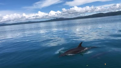 Dolphin sighting on calm blue waters with stunning coastal views