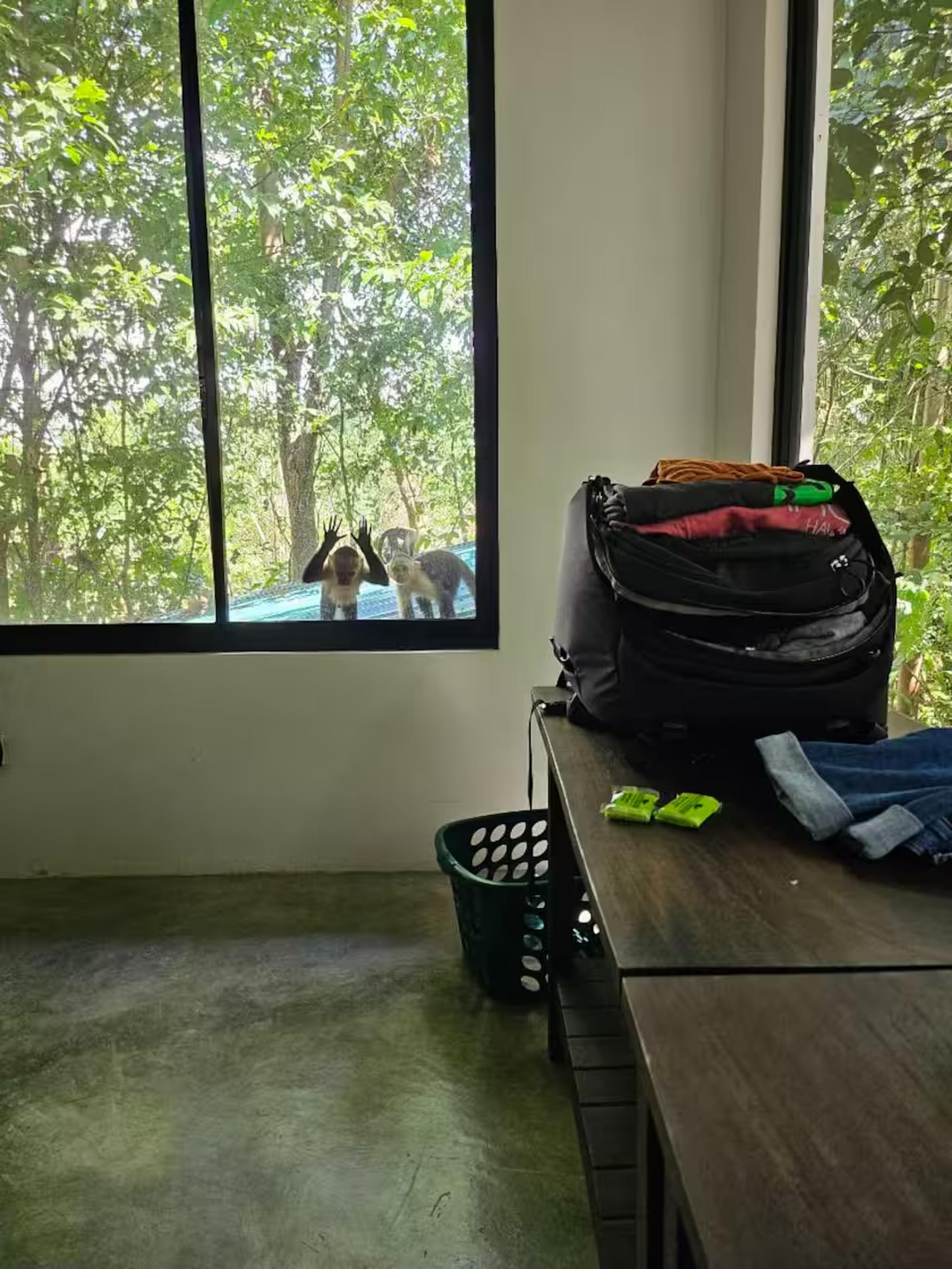 Bright room with jungle views and a one-of-a-kind wildlife window moment