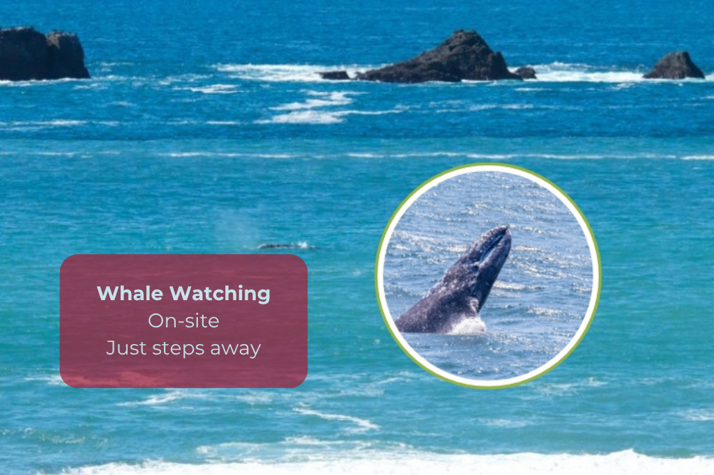 Oceanfront stay with on-site whale watching just steps away